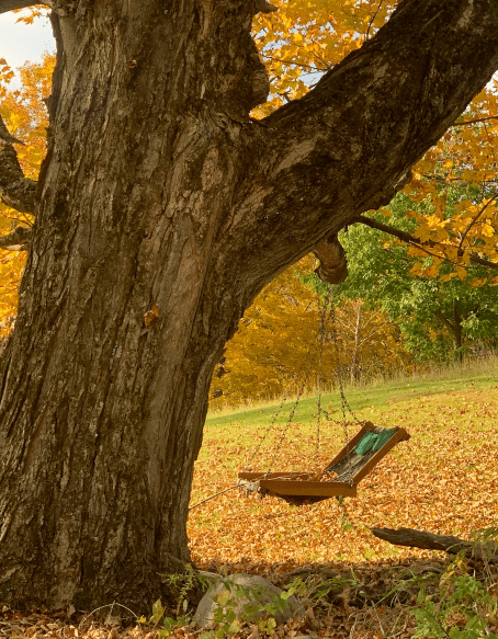 Screen Shot 2019-11-22 at 2.24.48 PM